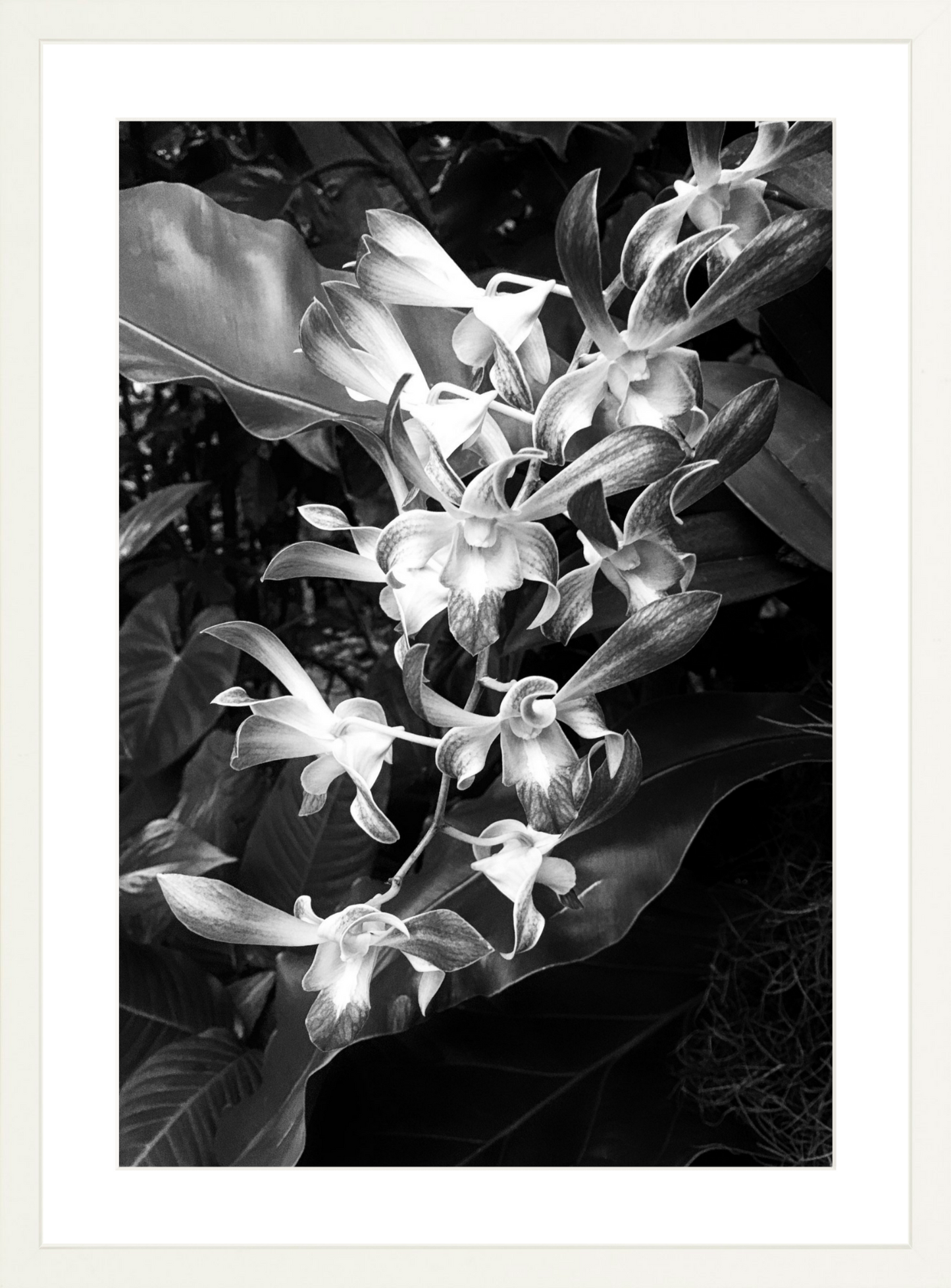 Orchids 5