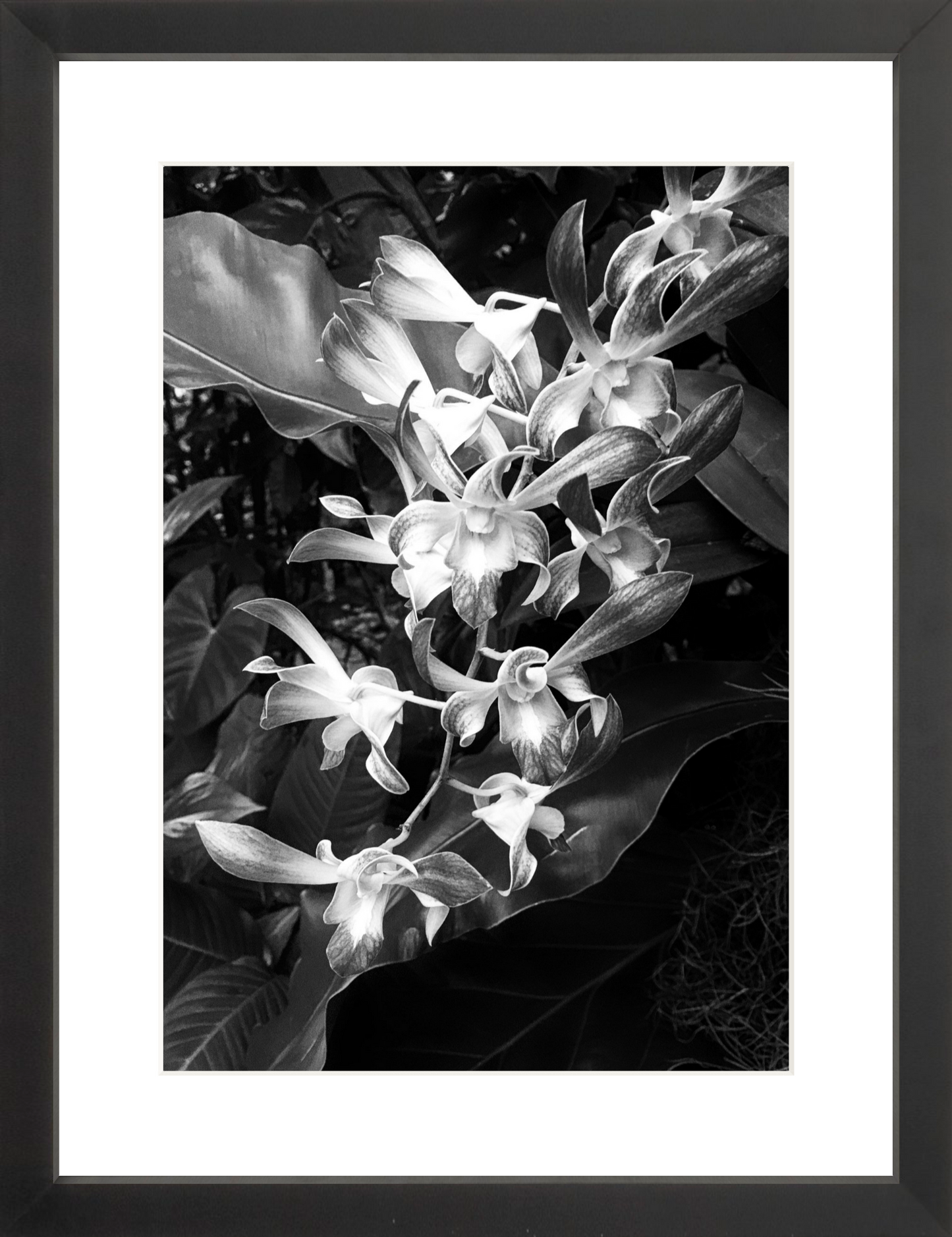 Orchids 5