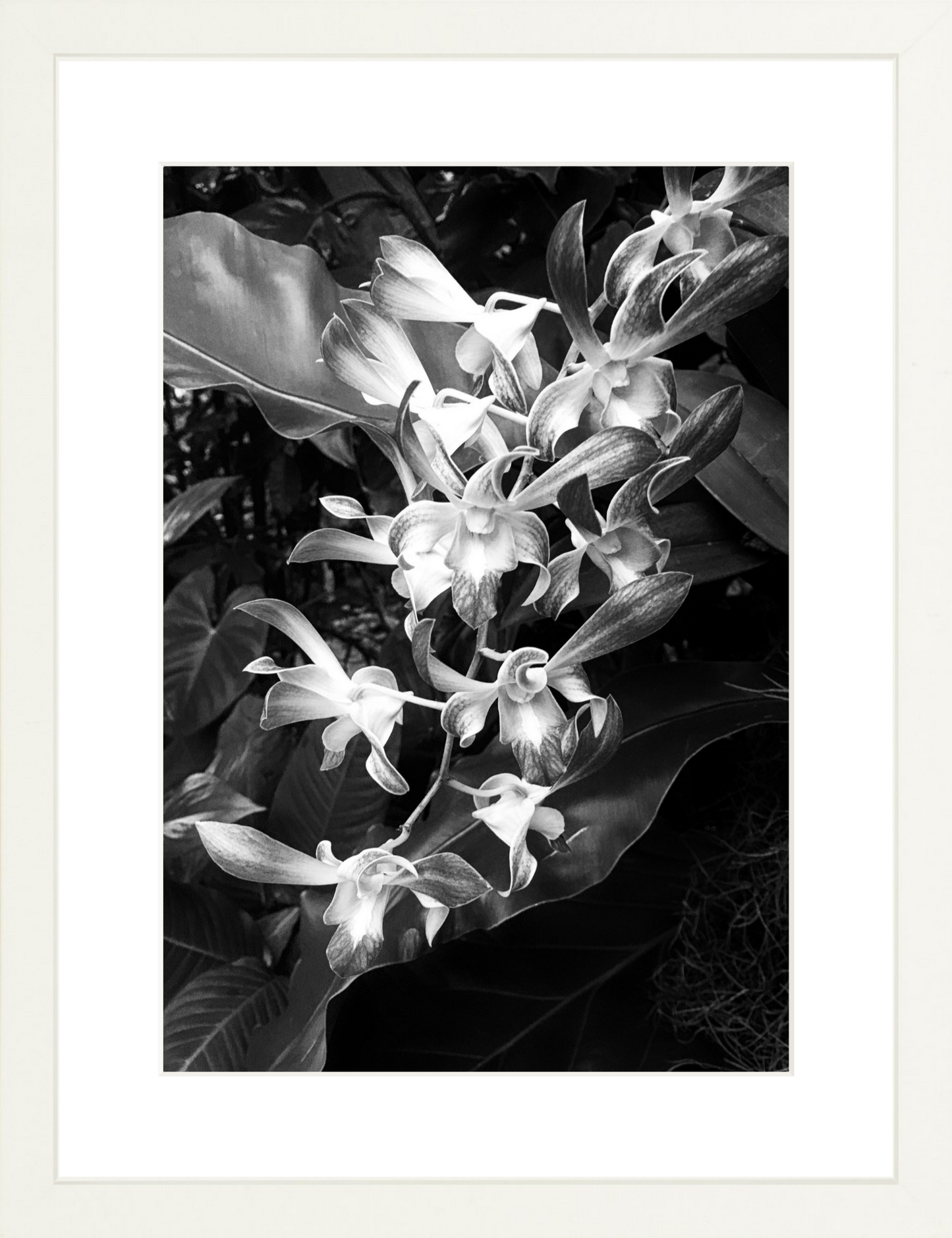 Orchids 5