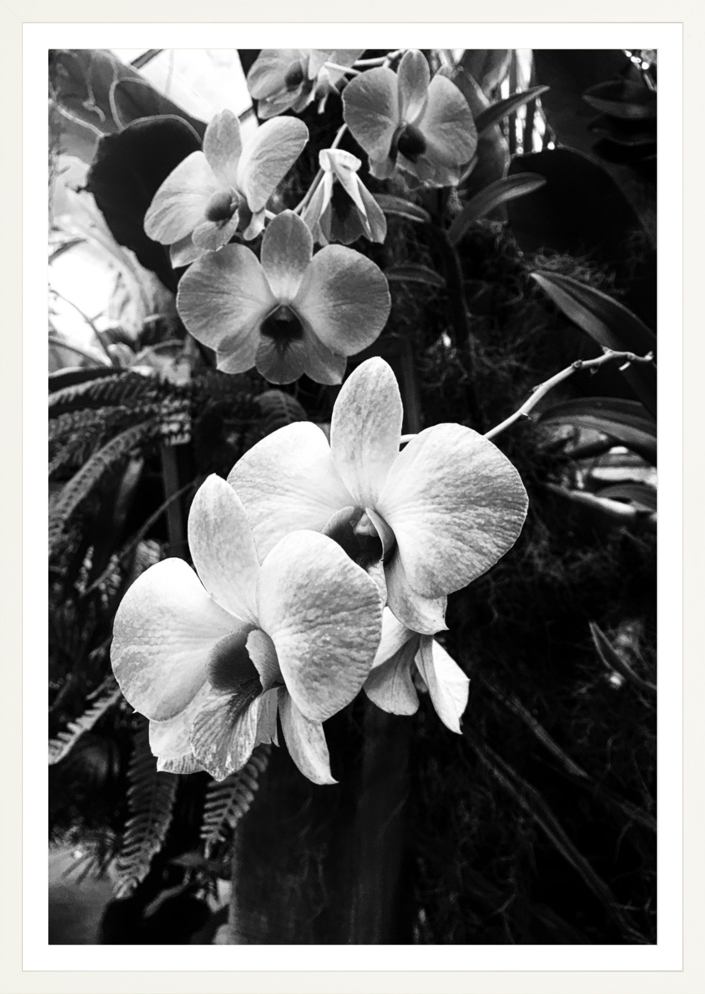 Orchids 6