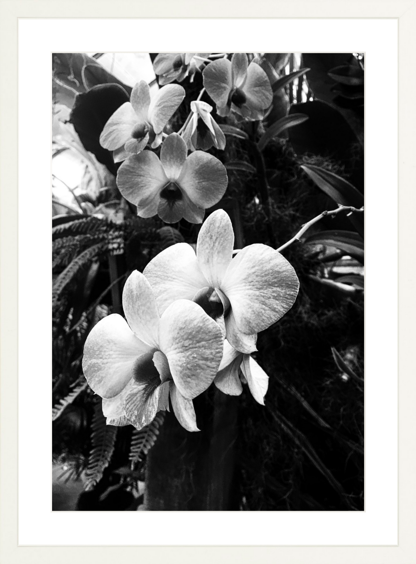 Orchids 6