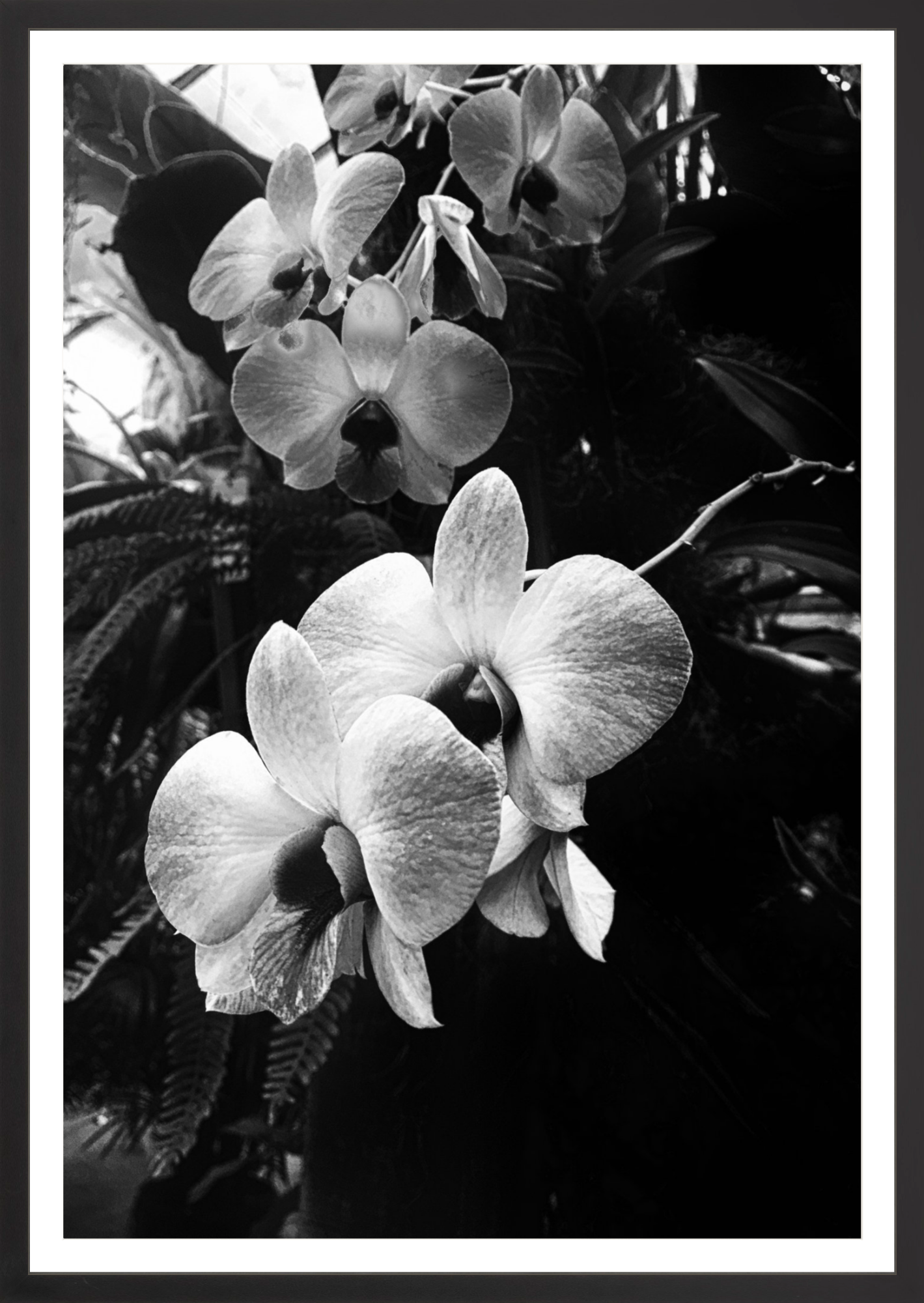 Orchids 7