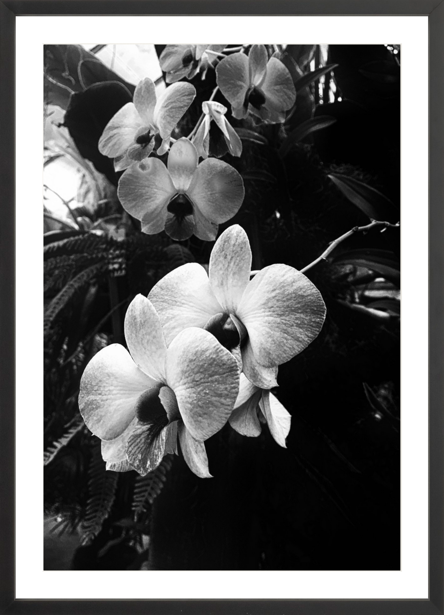 Orchids 7