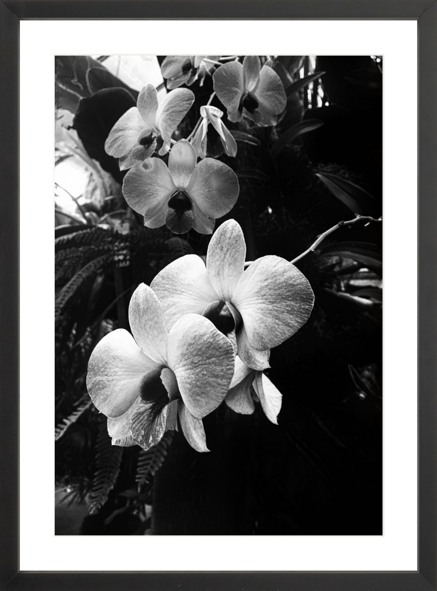 Orchids 7