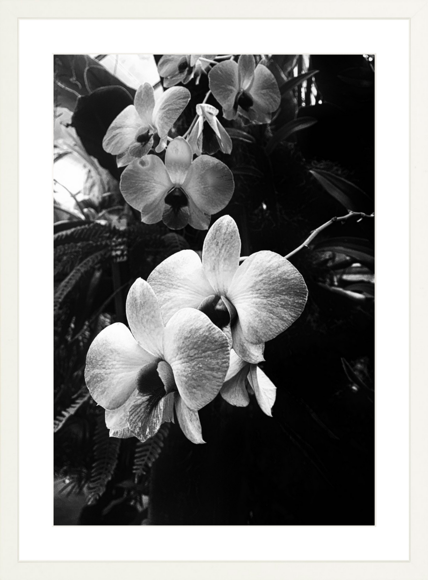 Orchids 7