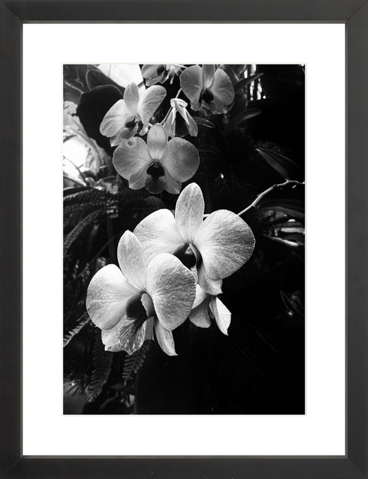 Orchids 7