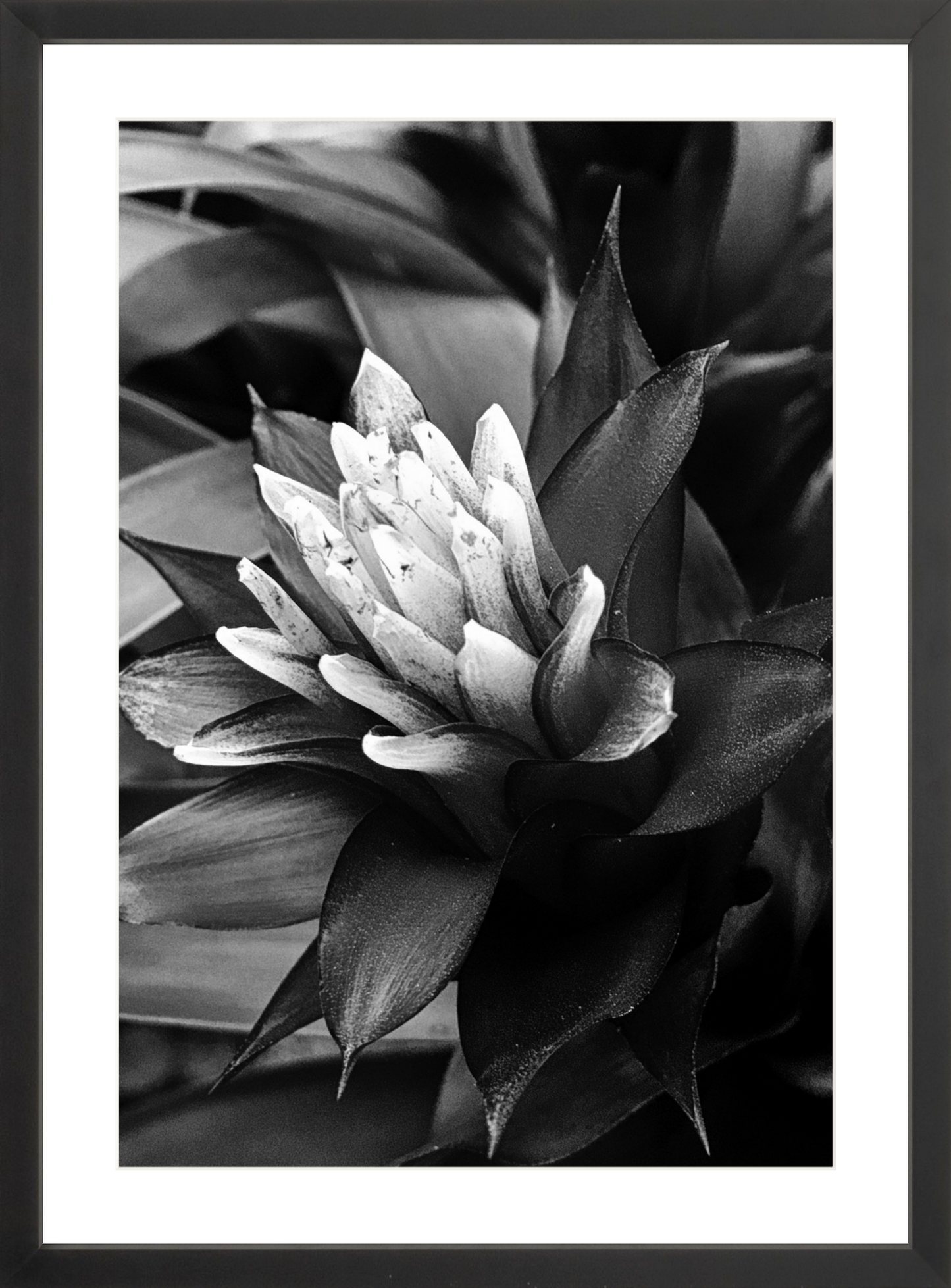 Bromeliad
