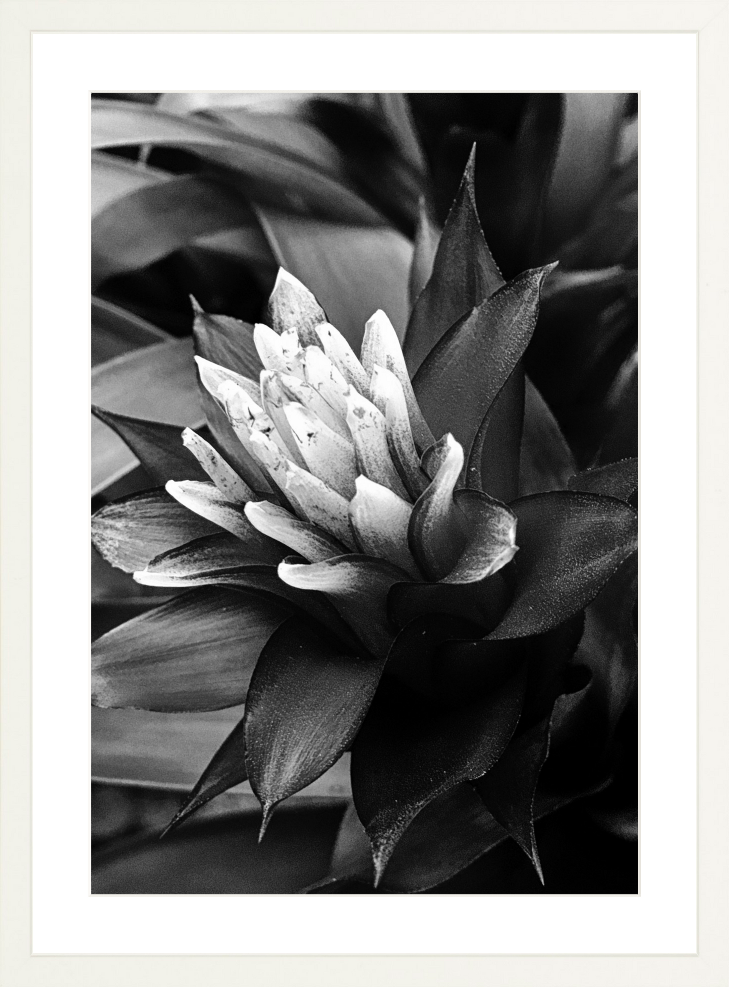 Bromeliad