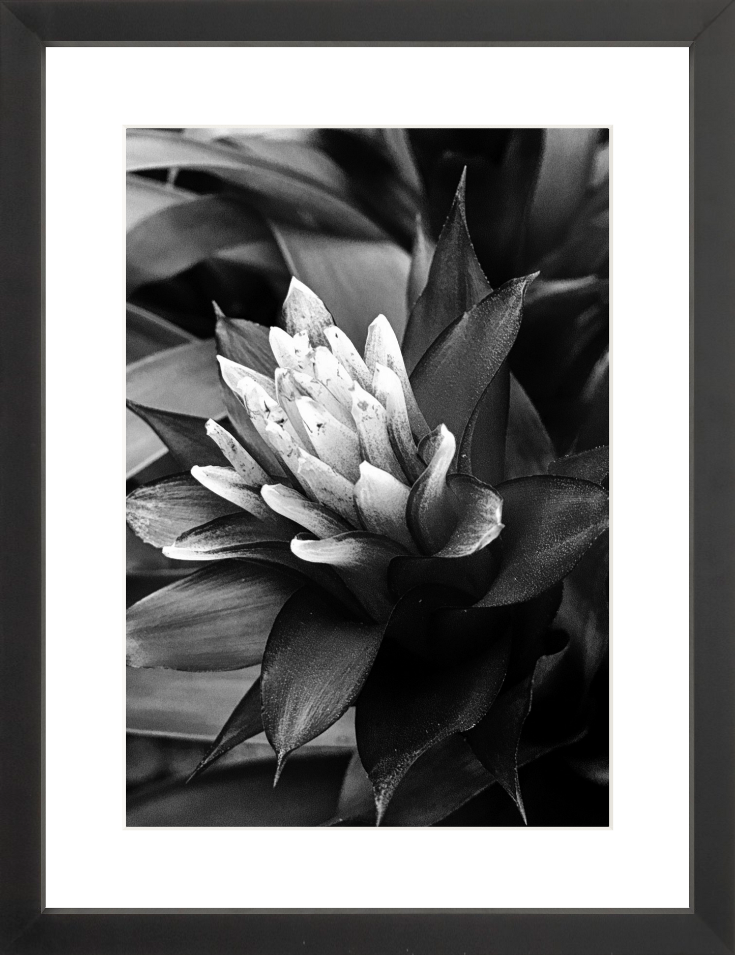 Bromeliad