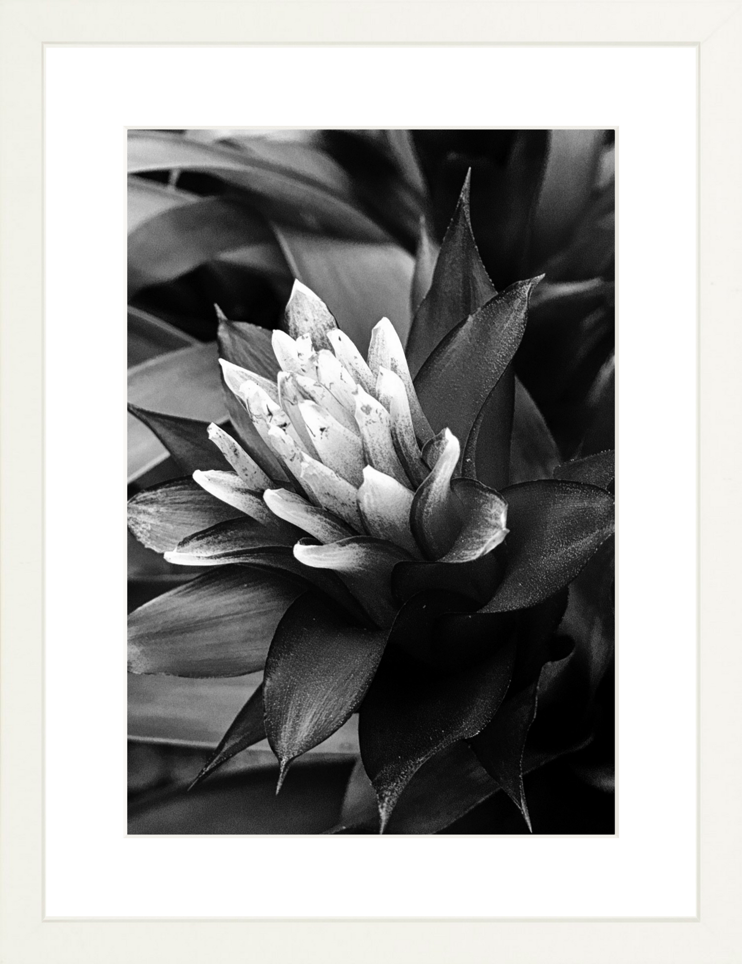 Bromeliad