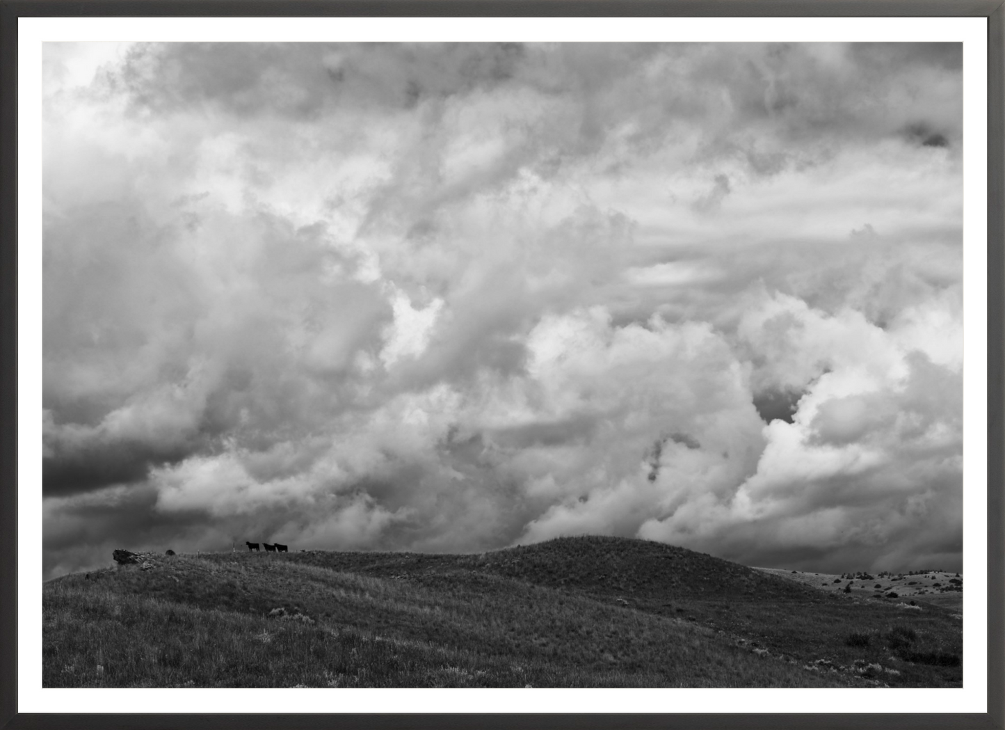 Montana Trees 3