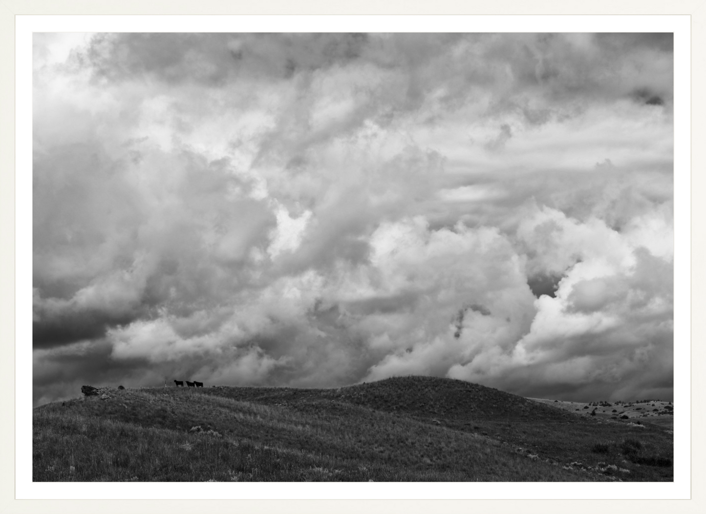 Montana Trees 3