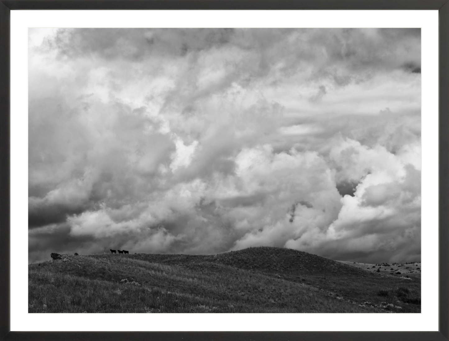 Montana Trees 3