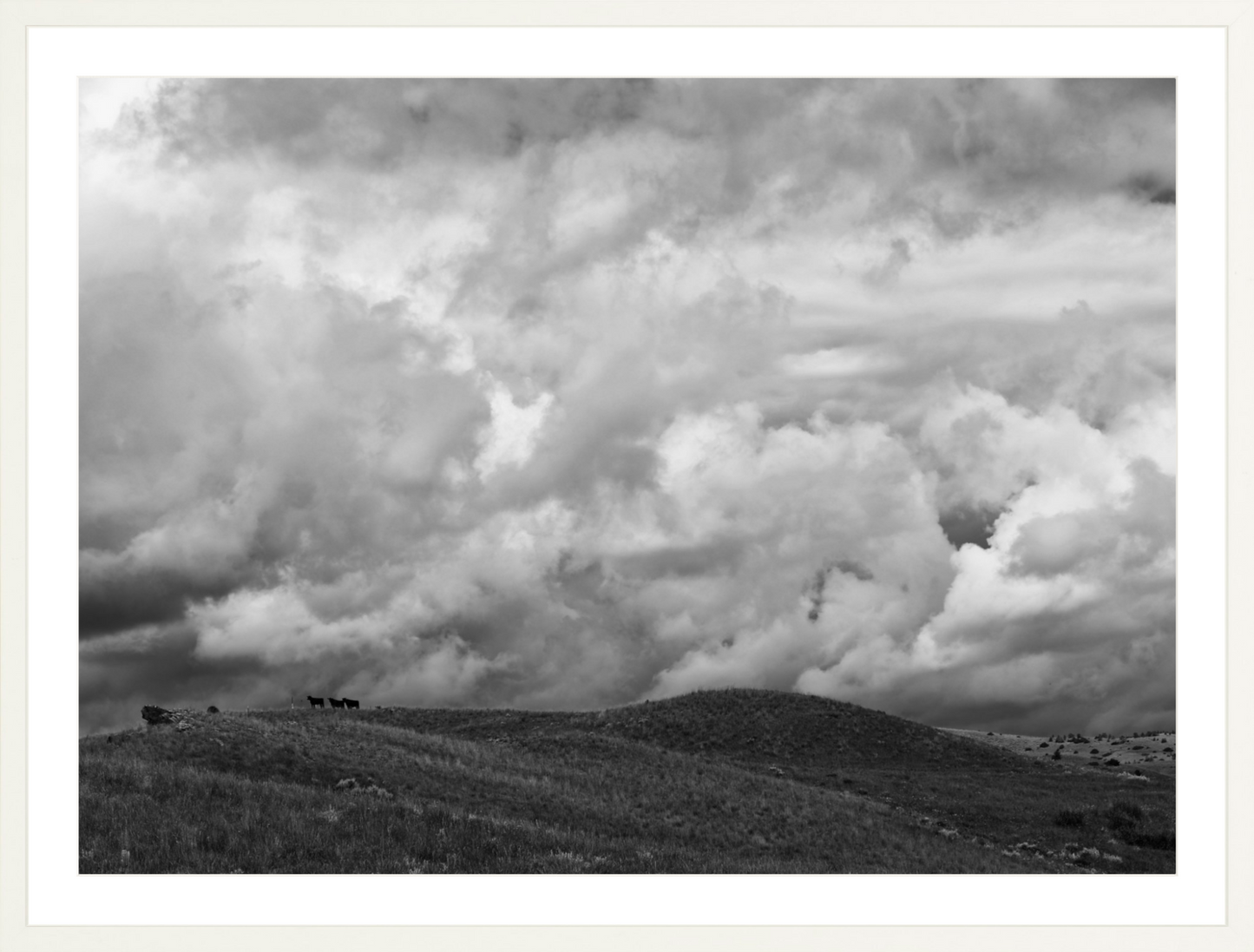 Montana Trees 3