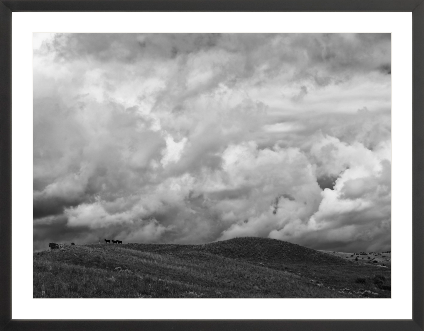 Montana Trees 3