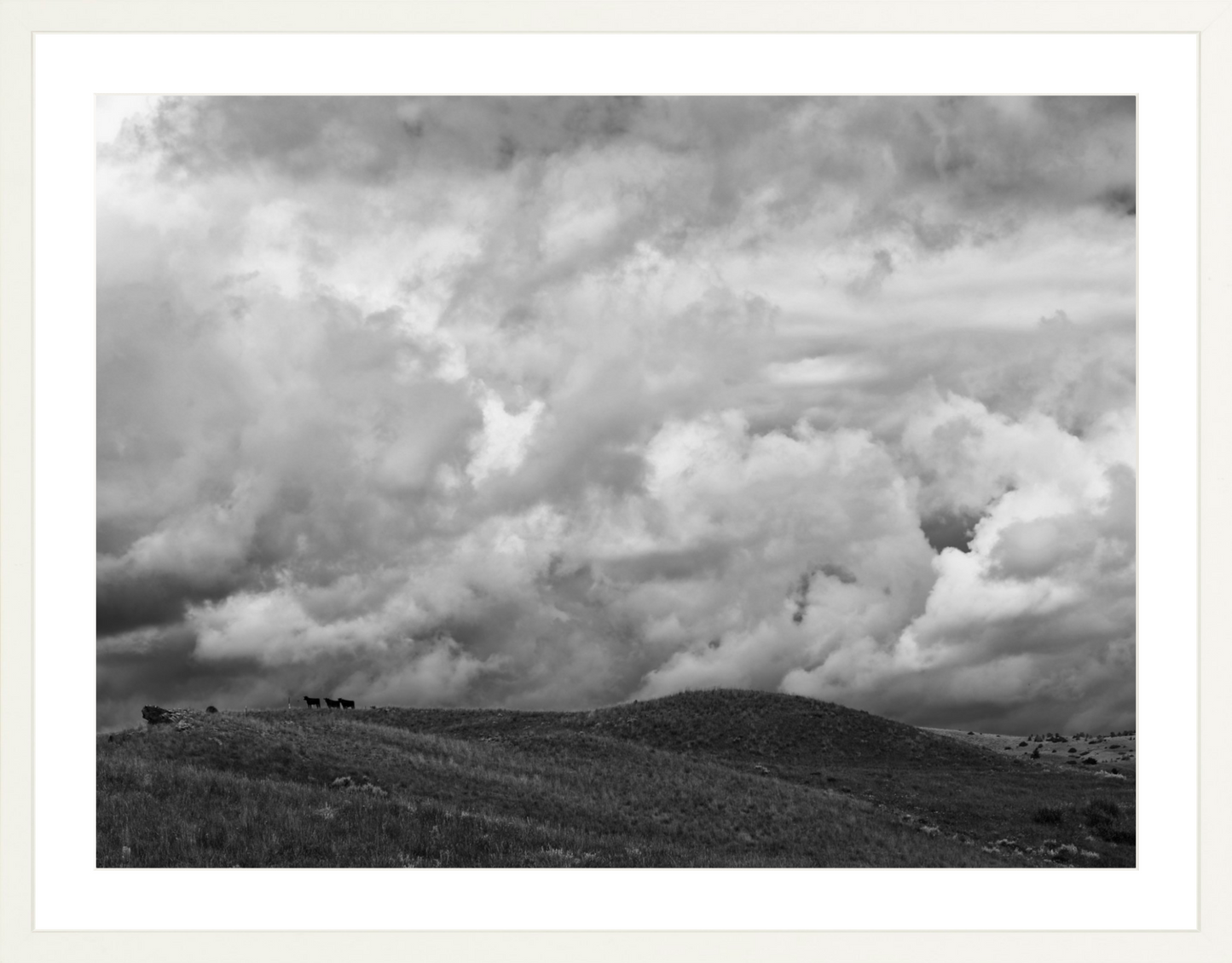 Montana Trees 3