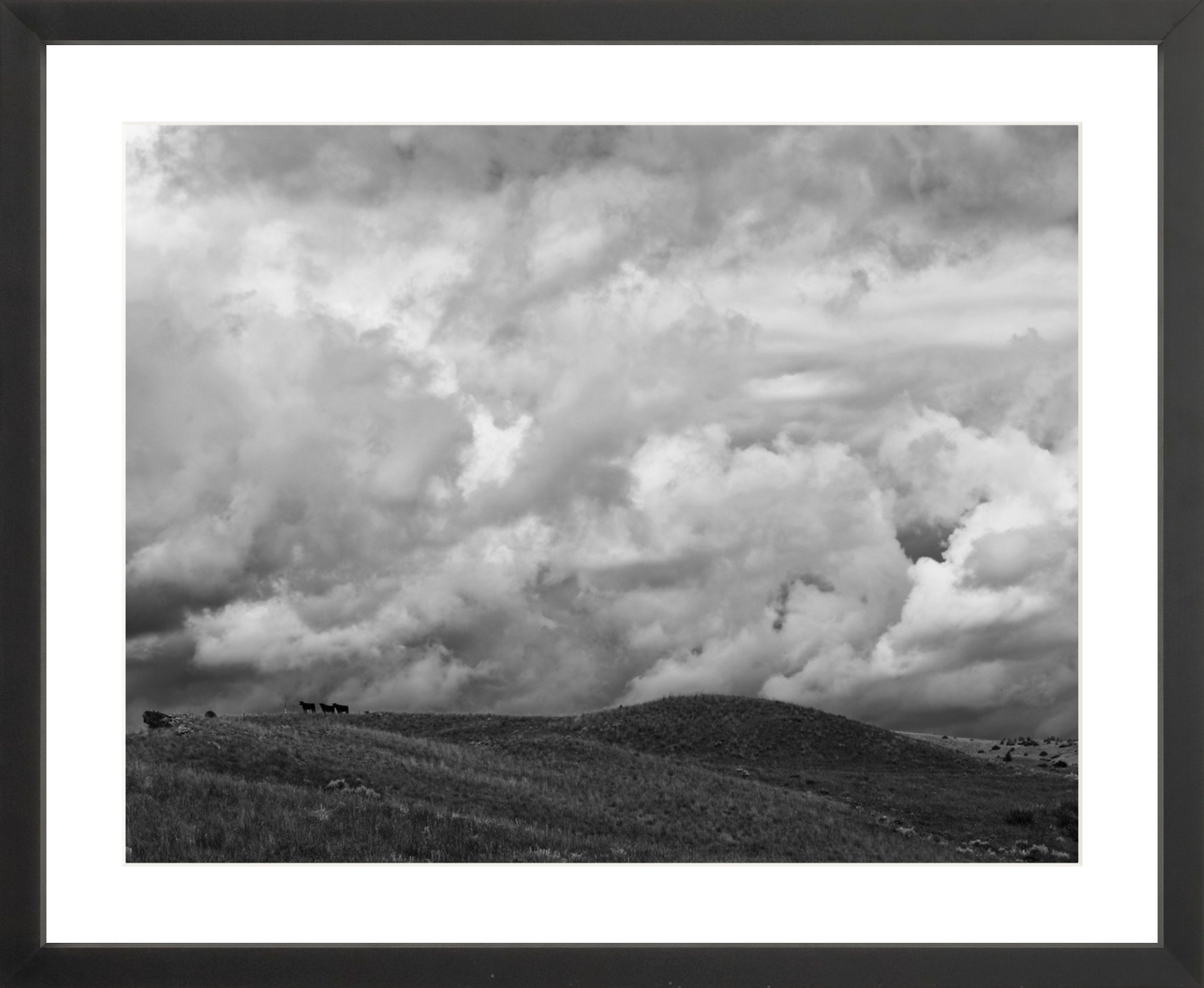 Montana Trees 3
