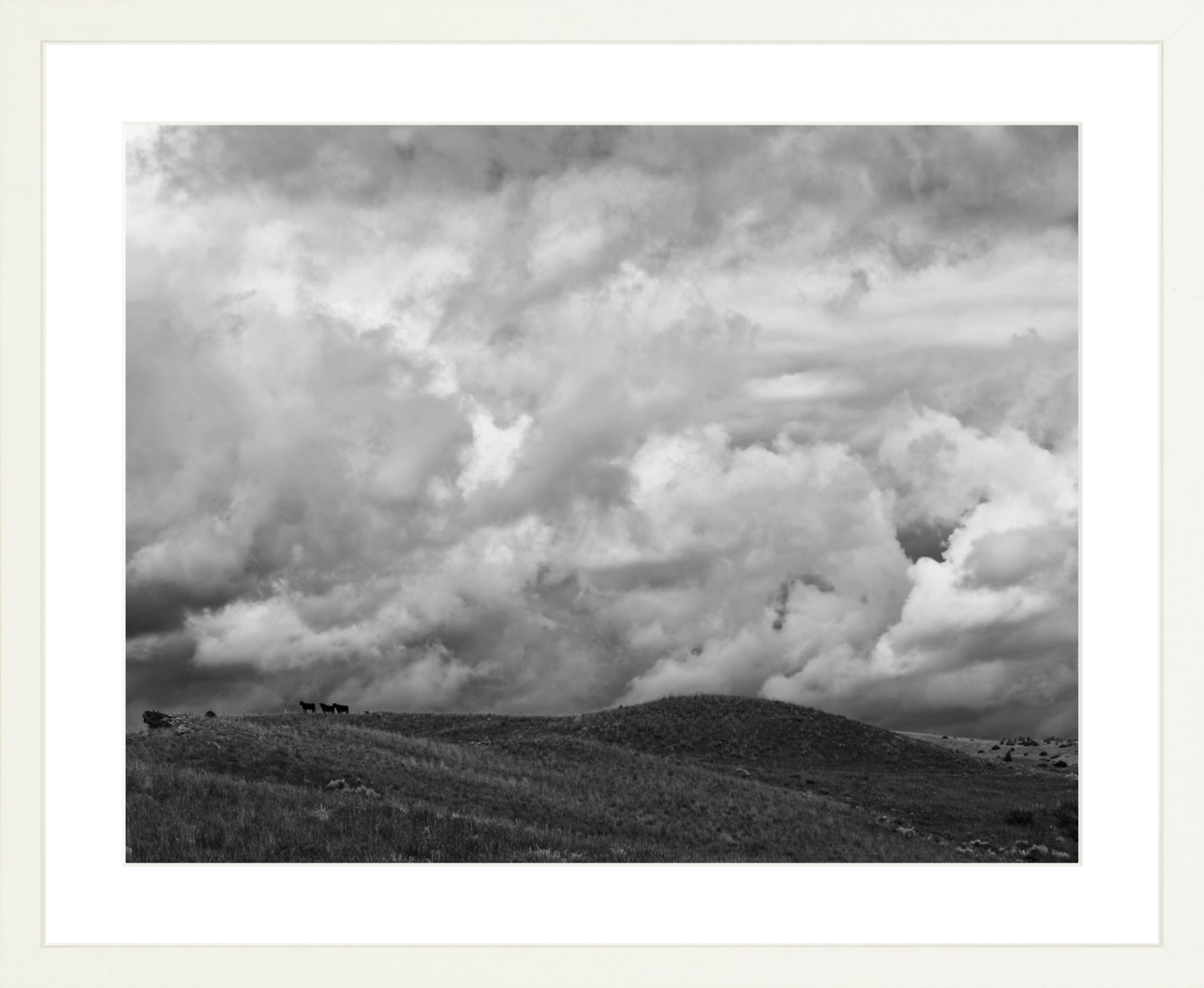 Montana Trees 3