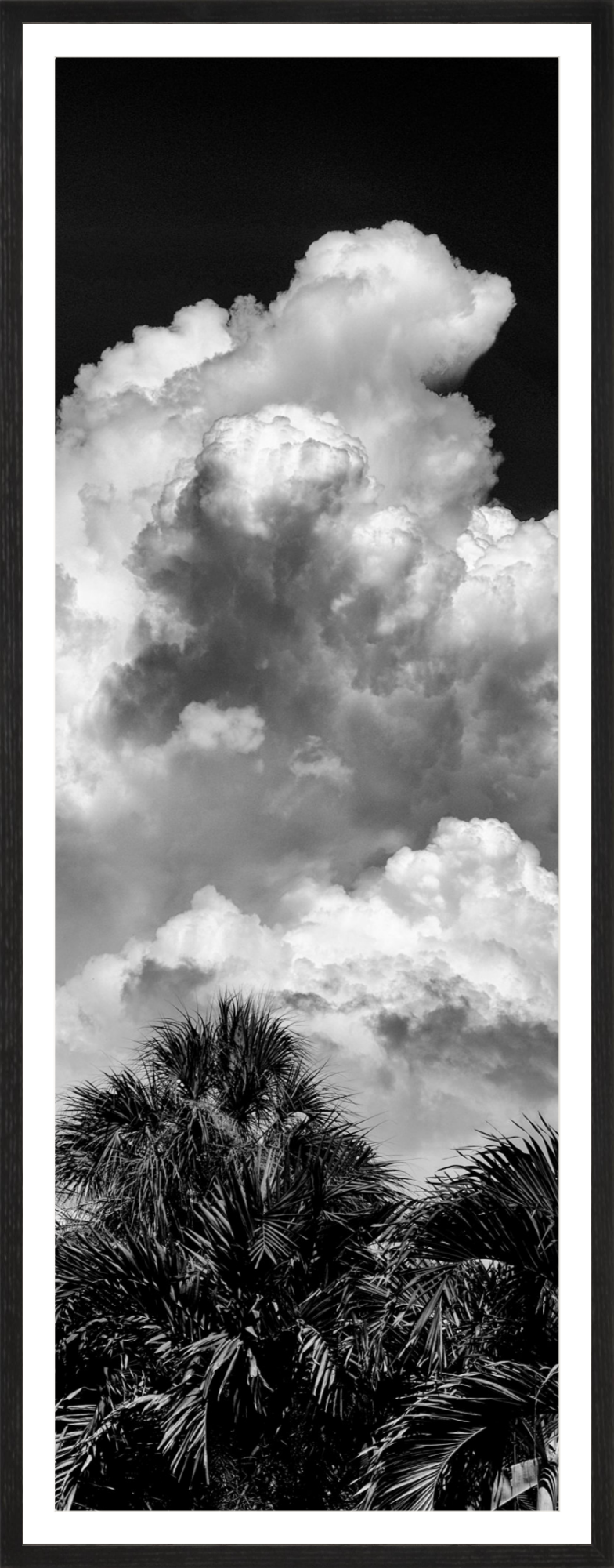 Palms Clouds
