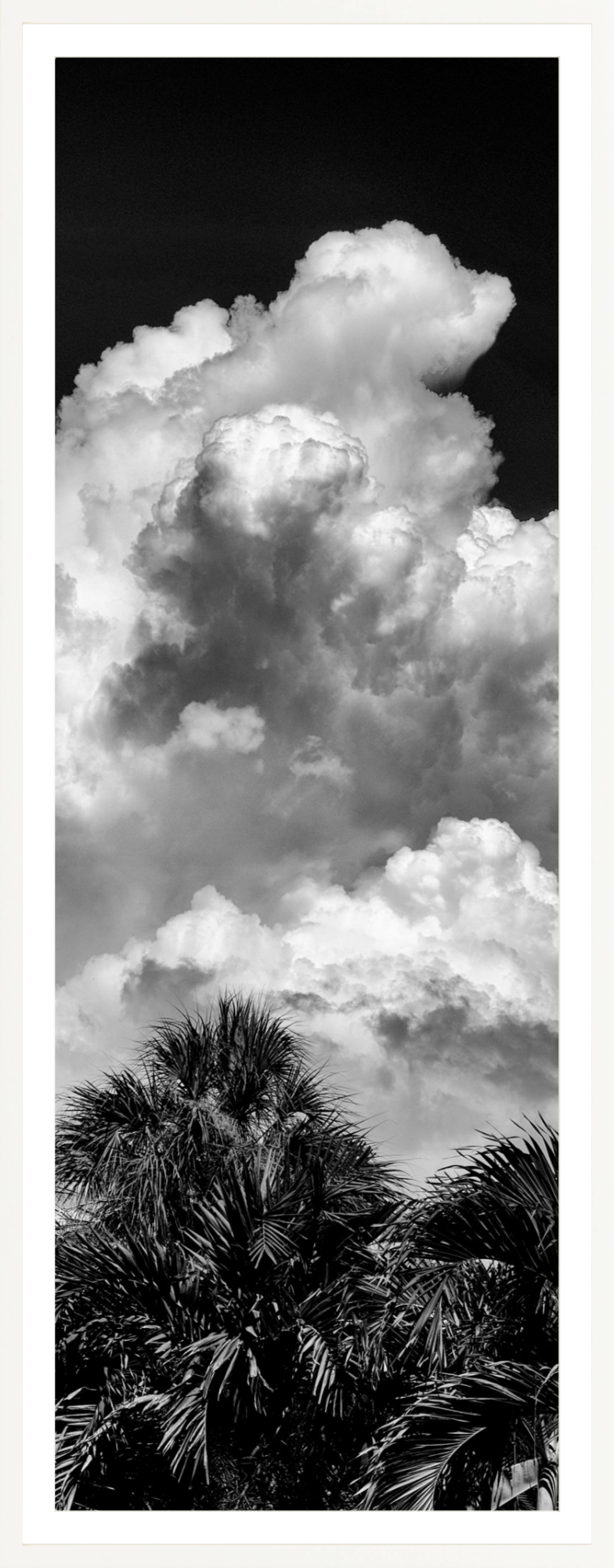 Palms Clouds