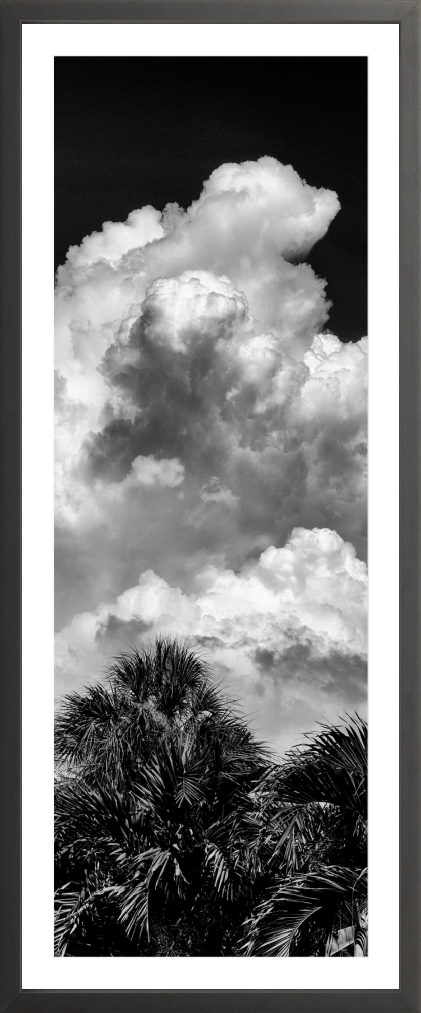 Palms Clouds