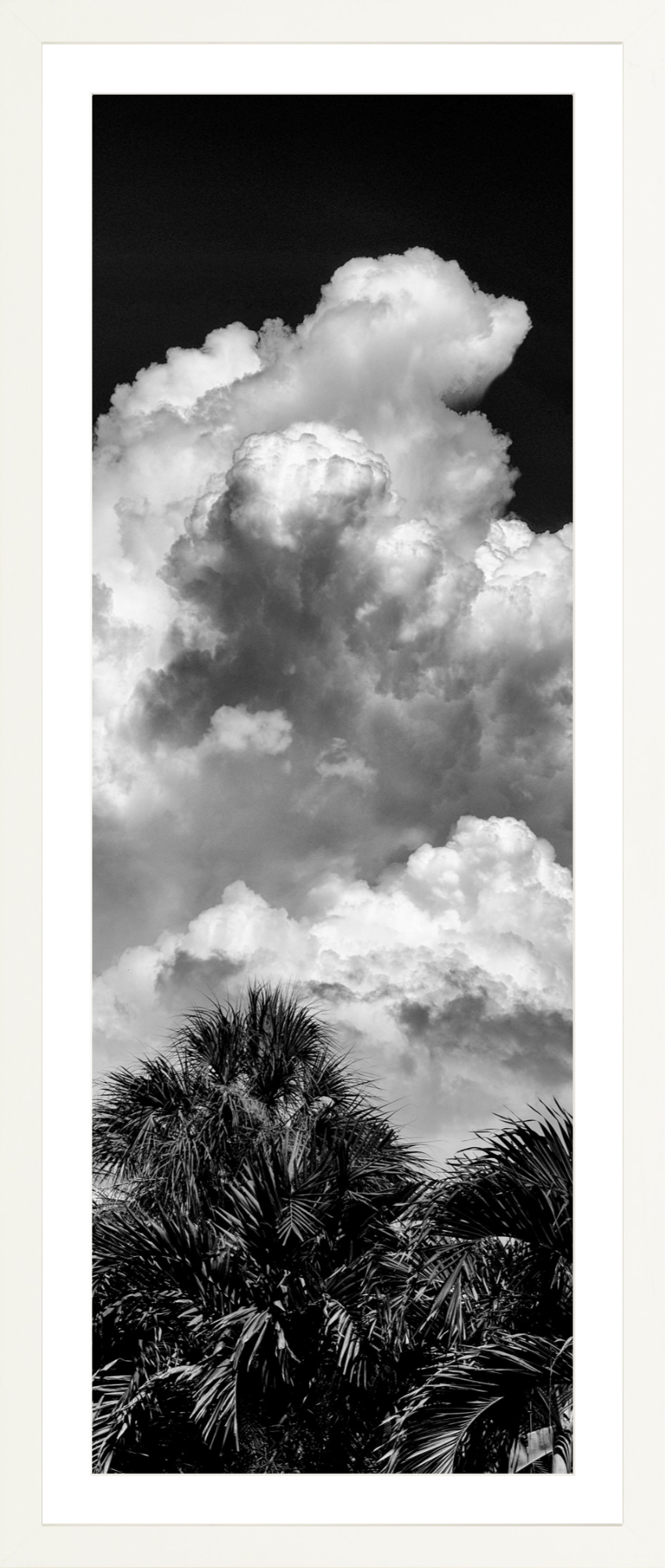 Palms Clouds