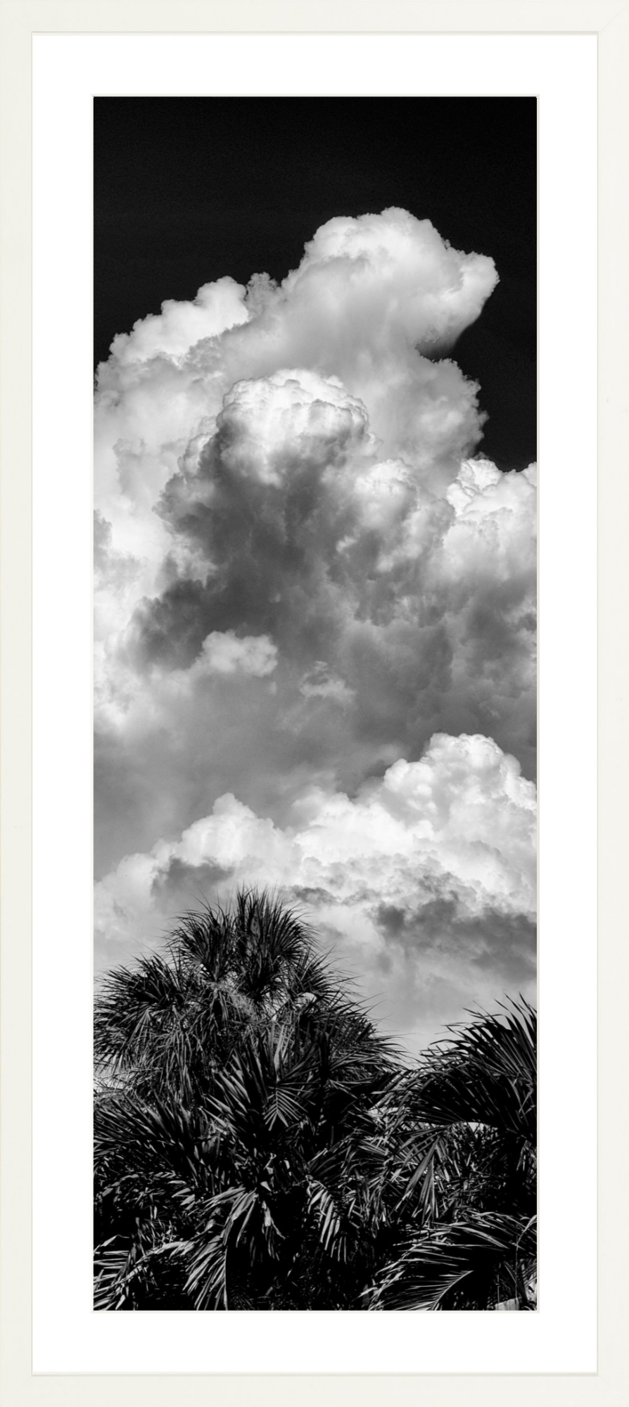 Palms Clouds