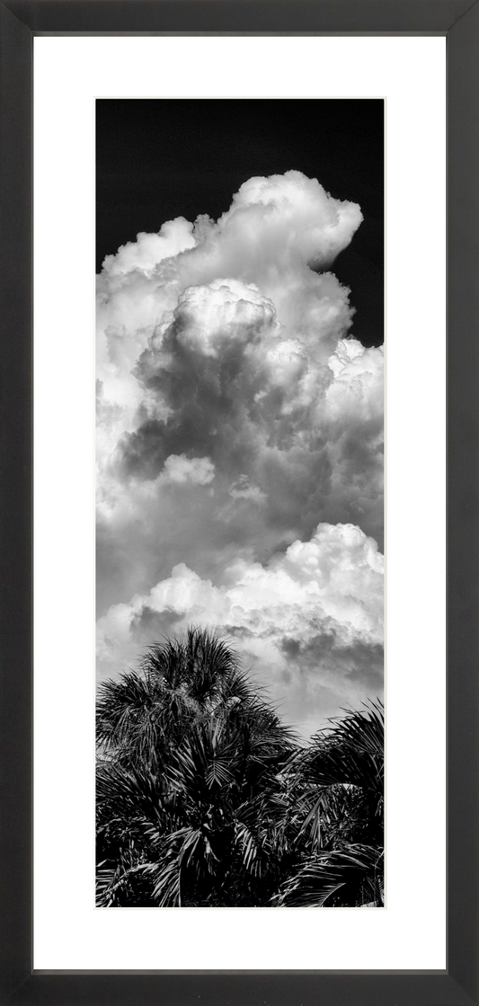 Palms Clouds
