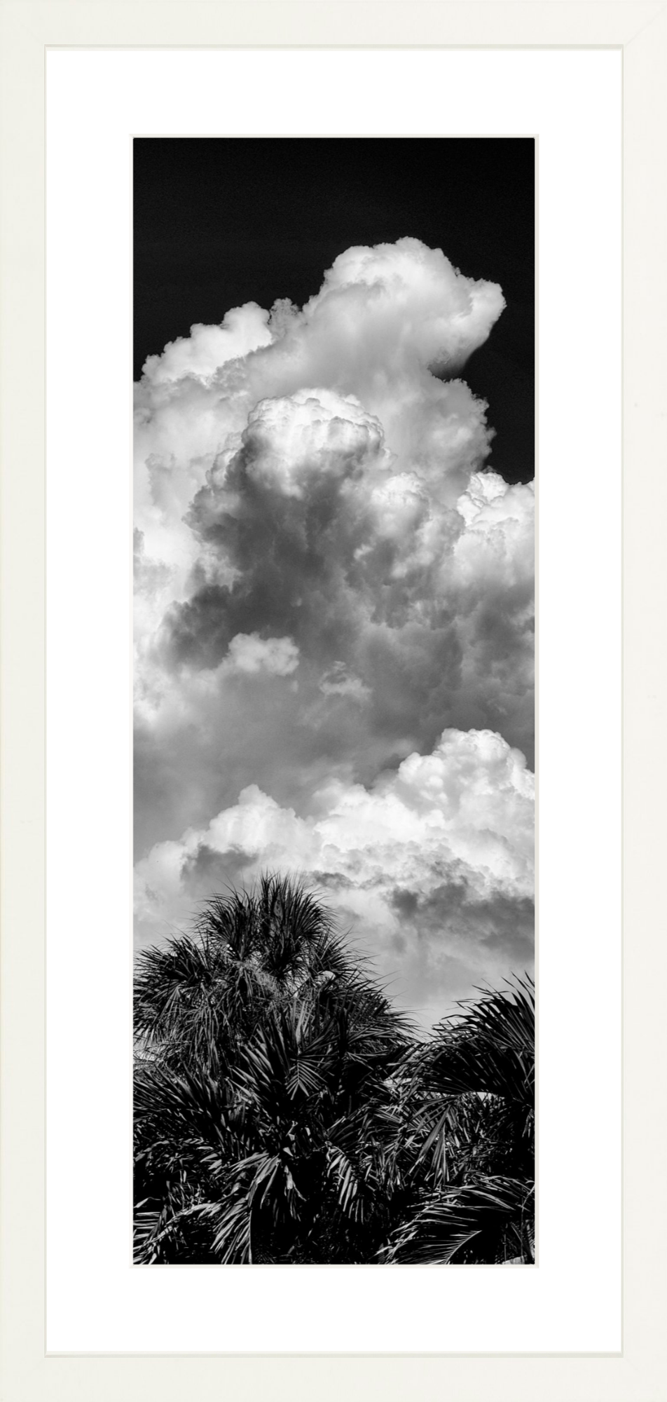 Palms Clouds