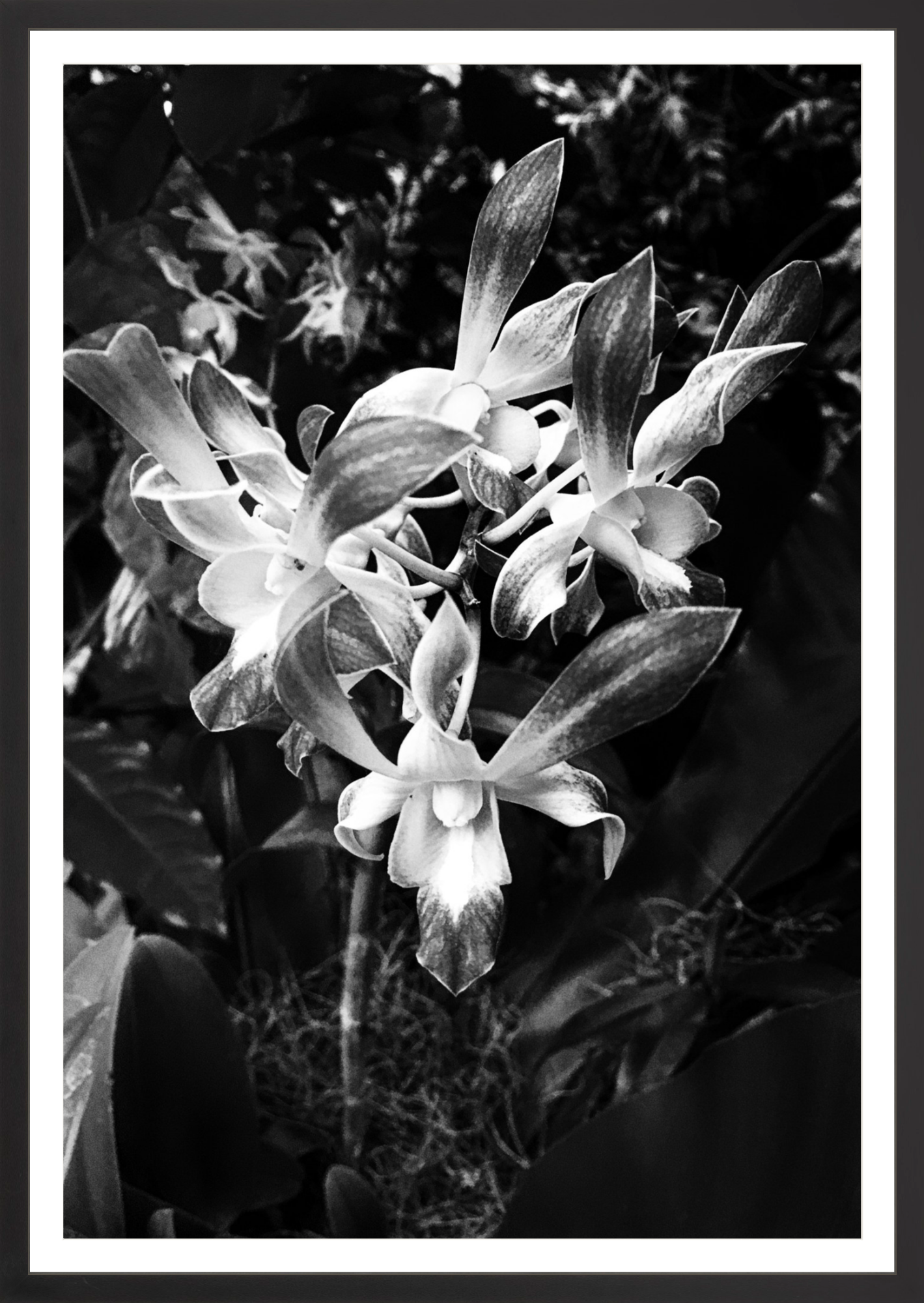 Orchids 3