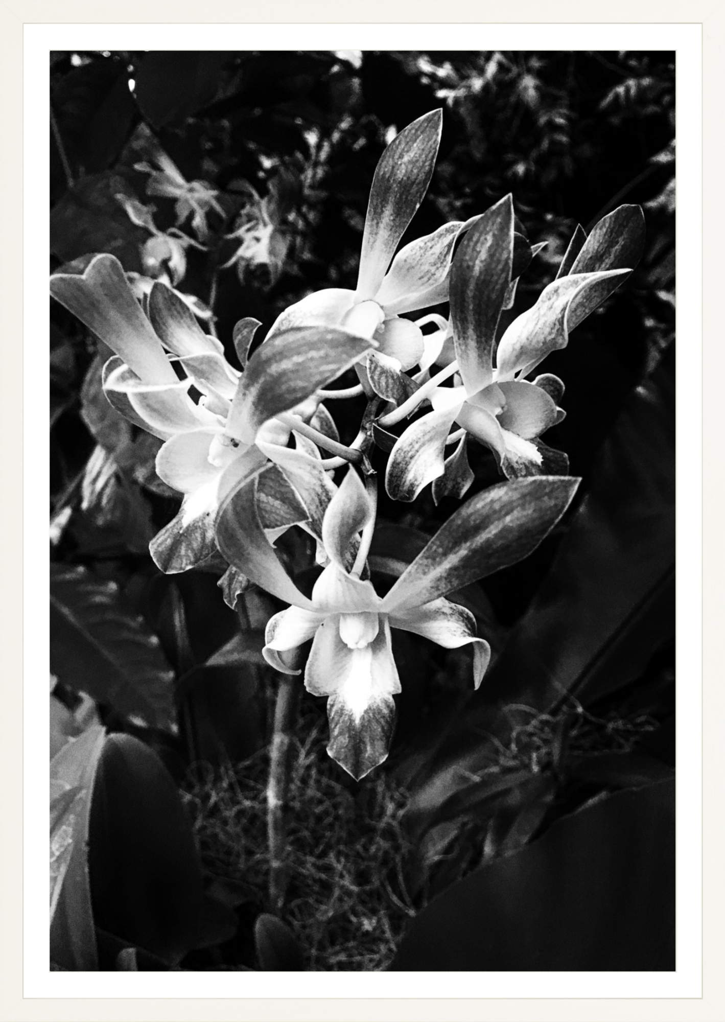 Orchids 3