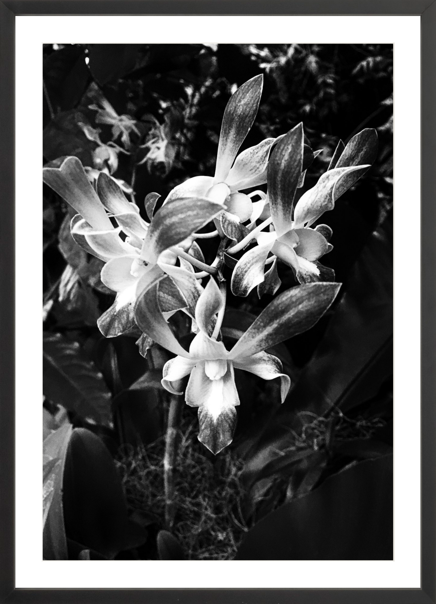 Orchids 3