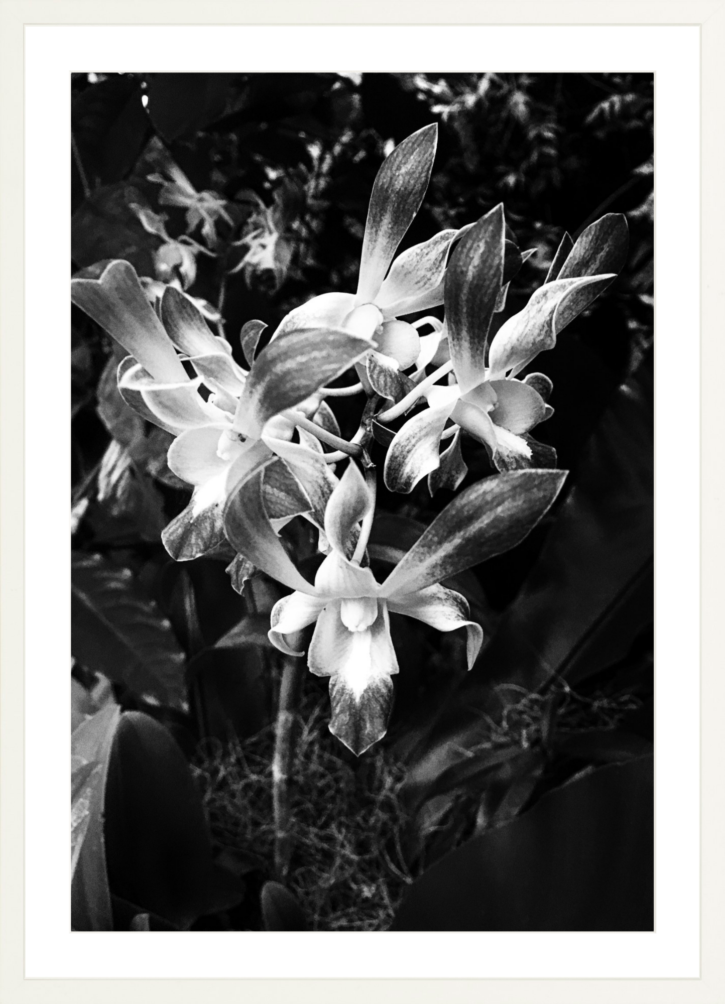 Orchids 3
