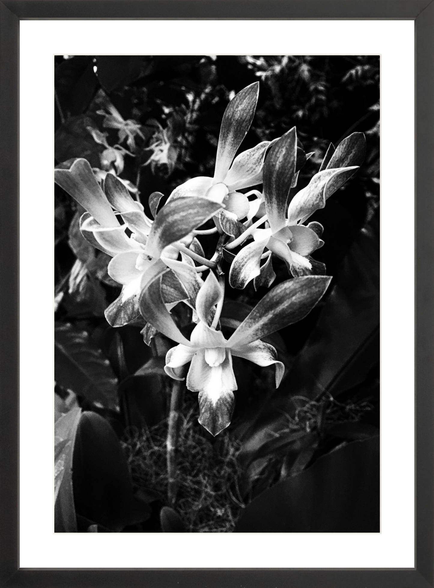 Orchids 3