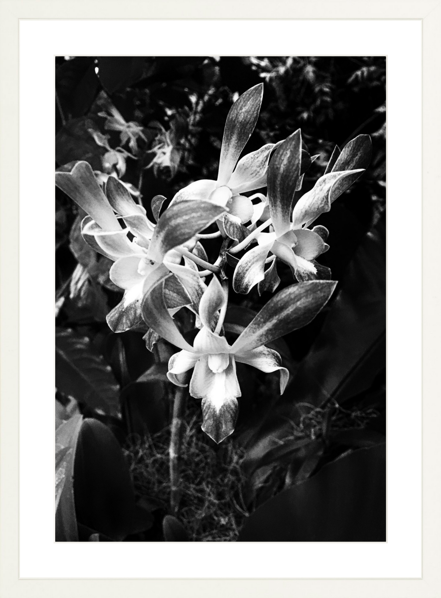 Orchids 3