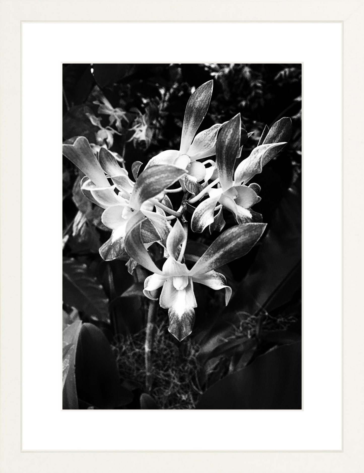 Orchids 3