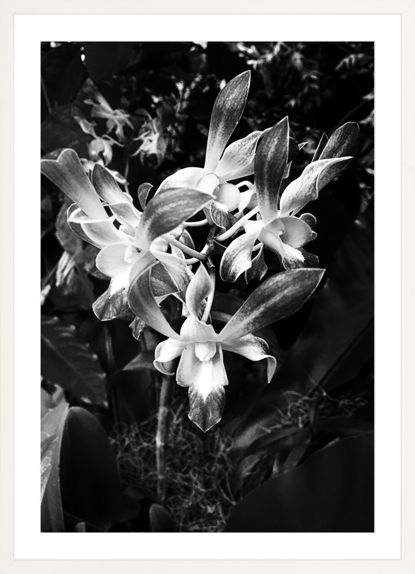 Orchids 4