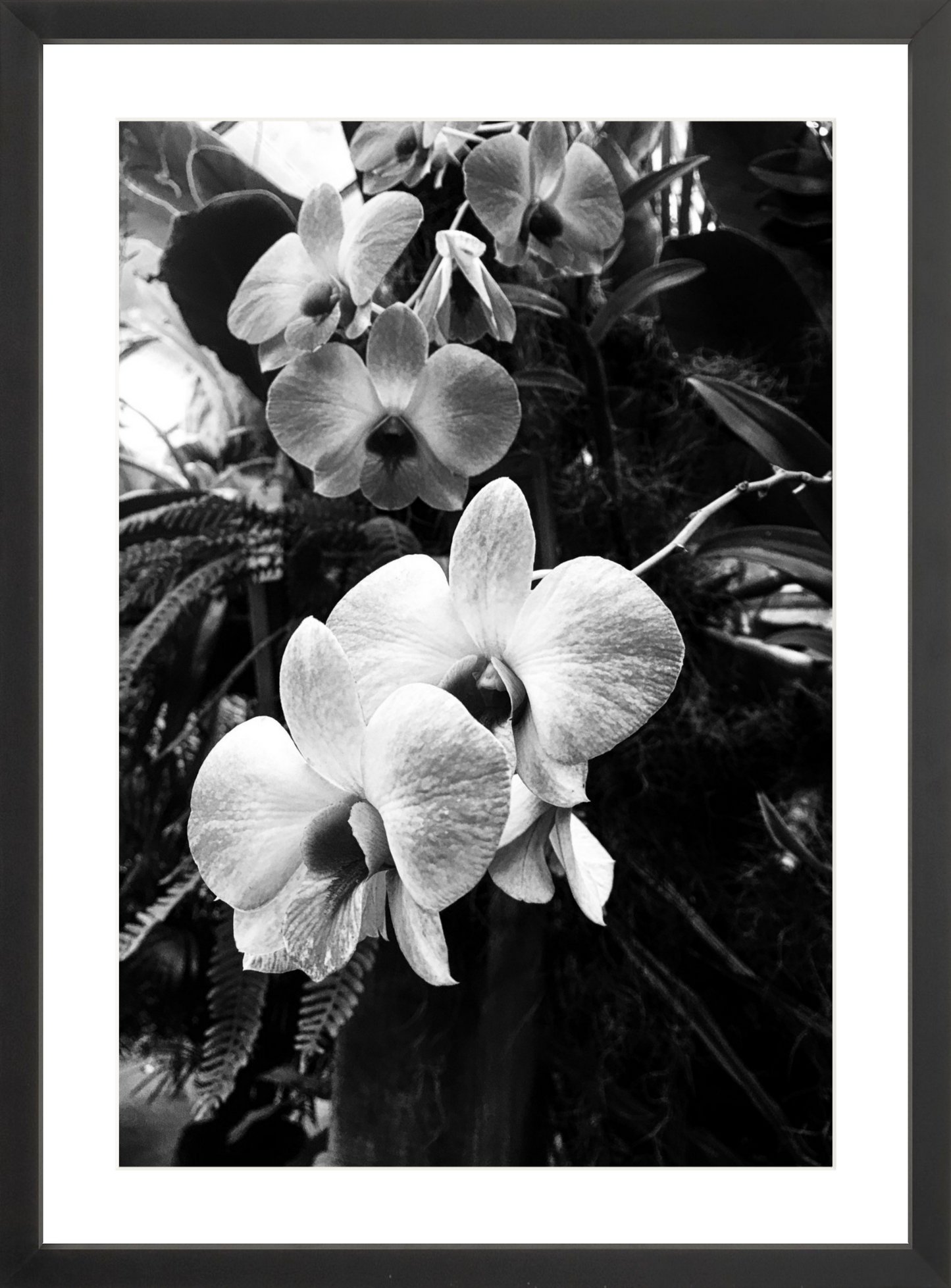 Orchids 6