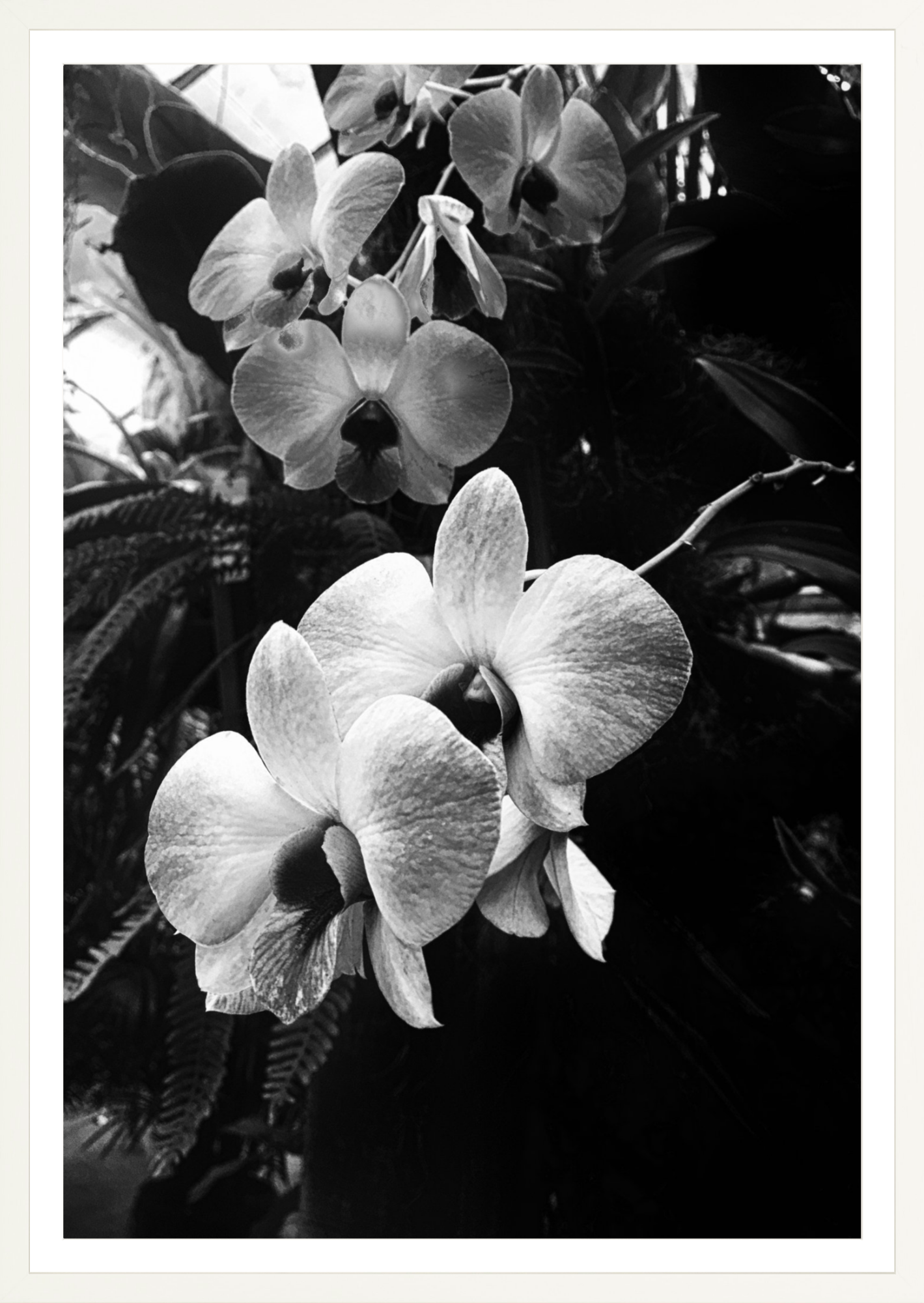 Orchids 7