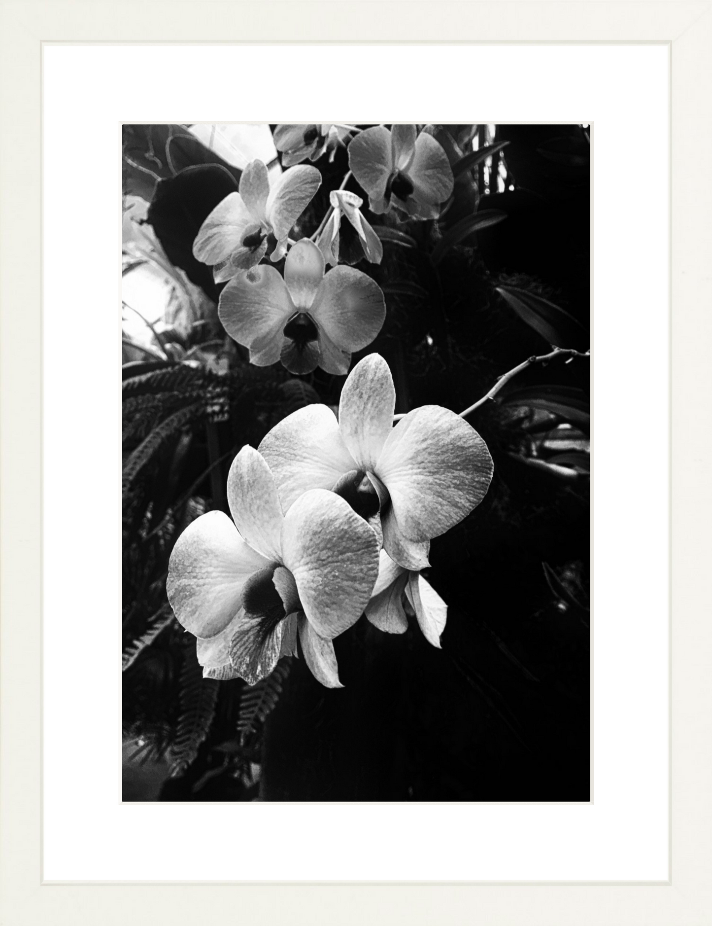 Orchids 7
