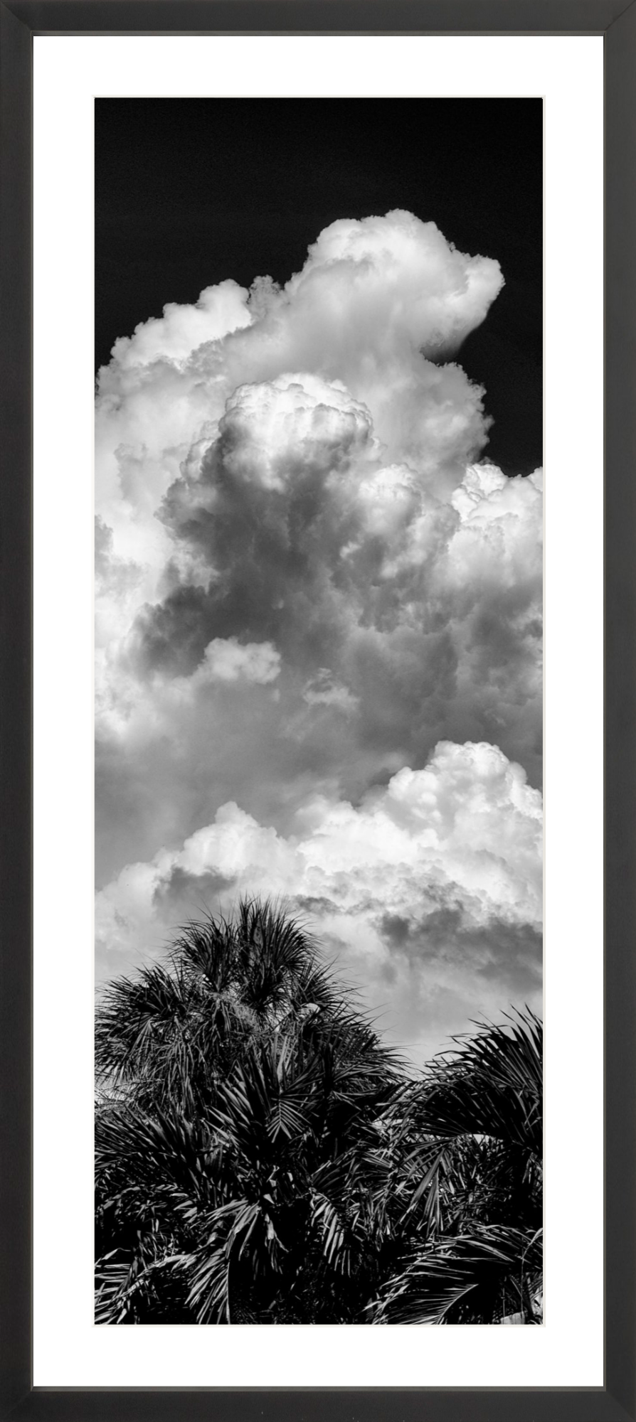Palms Clouds